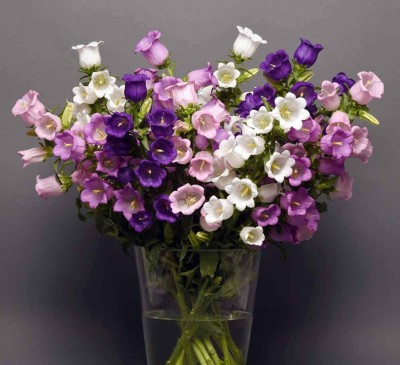 BellFlower Mix 